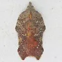 Hook-winged tortrix moth - Hodges#3559 - photo 5