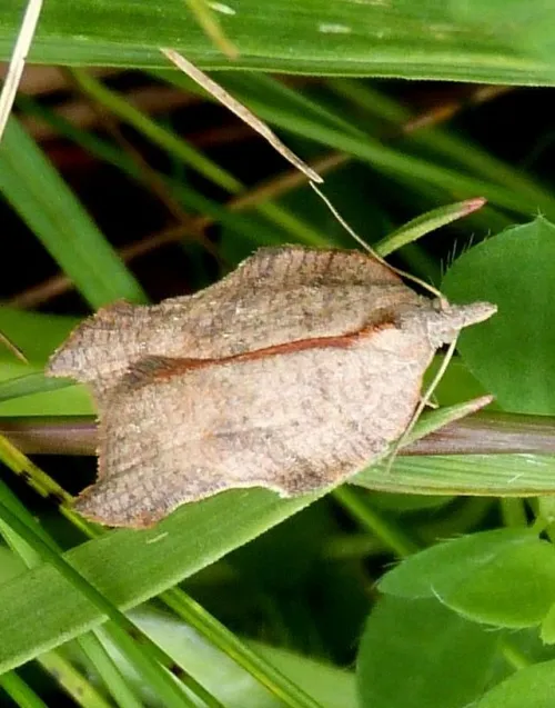 Acleris emargana