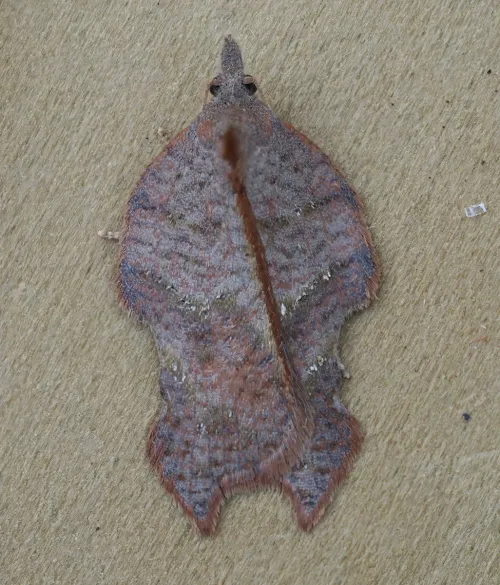 Acleris emargana - photo 2