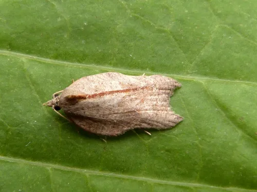 Acleris emargana - photo 3