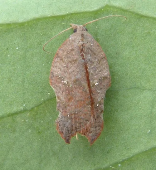 Acleris emargana - photo 4