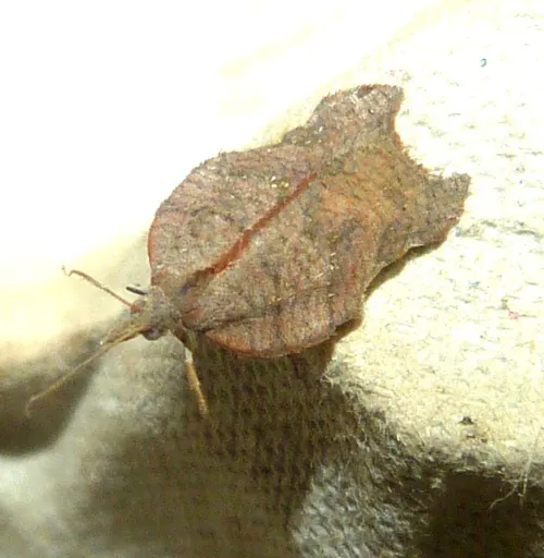Acleris emargana - photo 5