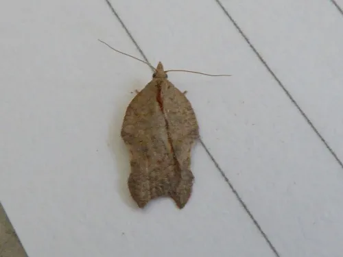 Acleris emargana - photo 6
