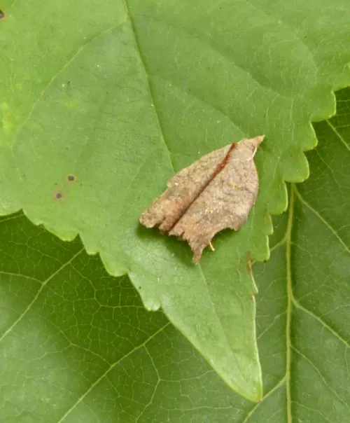 Acleris emargana - photo 7
