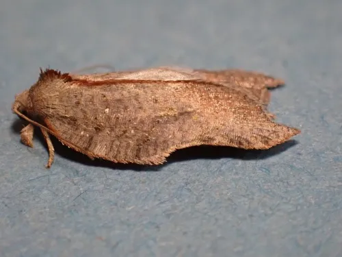 Acleris emargana - photo 8