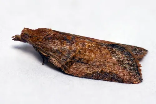 Acleris ferrugana/notana agg.