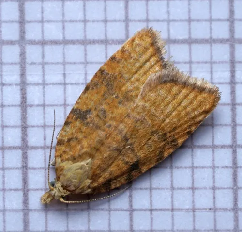 Acleris ferrugana/notana agg. - photo 2