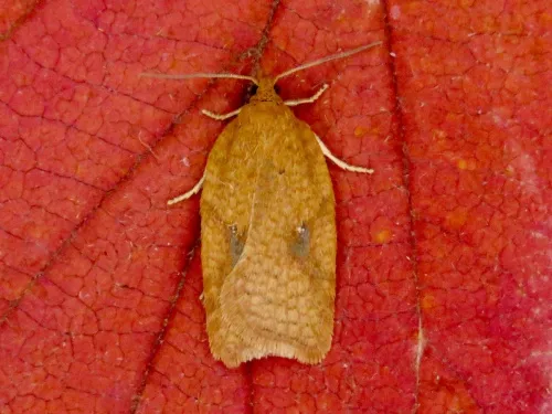 Acleris ferrugana/notana agg. - photo 3