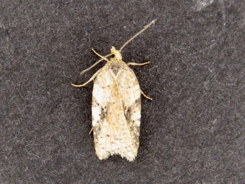 Acleris ferrugana/notana agg. - photo 4