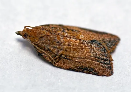 Acleris ferrugana/notana agg. - photo 5