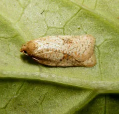 Acleris ferrugana