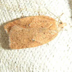 Acleris ferrugana - photo 2