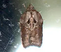 Masked Leafroller - Hodges#3542 - Acleris flavivittana