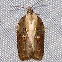 Masked Leafroller - Hodges#3542 - photo 2