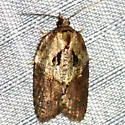 Masked Leafroller - Hodges#3542 - photo 3