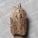 Masked Leafroller - Hodges#3542 - photo 5