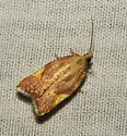 Acleris foliana - Hodges#3560 - photo 2
