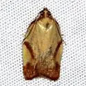 Acleris foliana - Hodges#3560 - photo 3