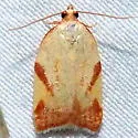 Acleris foliana - Hodges#3560 - photo 4