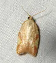 Acleris foliana - Hodges#3560 - photo 5