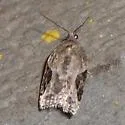 Forbes' Acleris - Hodges#3525