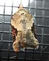 Forbes' Acleris - Hodges#3525 - photo 2