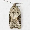 Forbes' Acleris - Hodges#3525 - photo 3