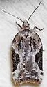 Forbes' Acleris - Hodges#3525 - photo 4