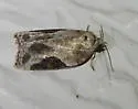 Forbes' Acleris - Hodges#3525 - photo 5