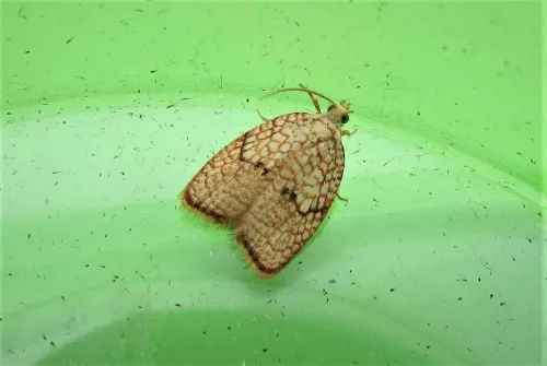 Acleris forsskaleana - photo 8
