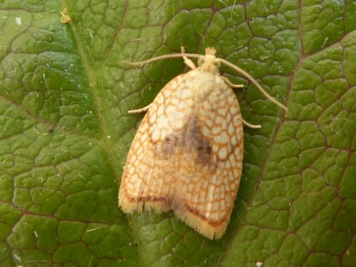 Acleris forsskaleana