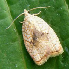 Acleris forsskaleana - photo 2