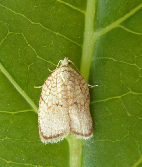 Acleris forsskaleana - photo 3