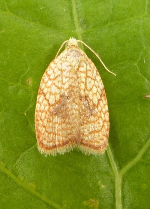 Acleris forsskaleana - photo 4