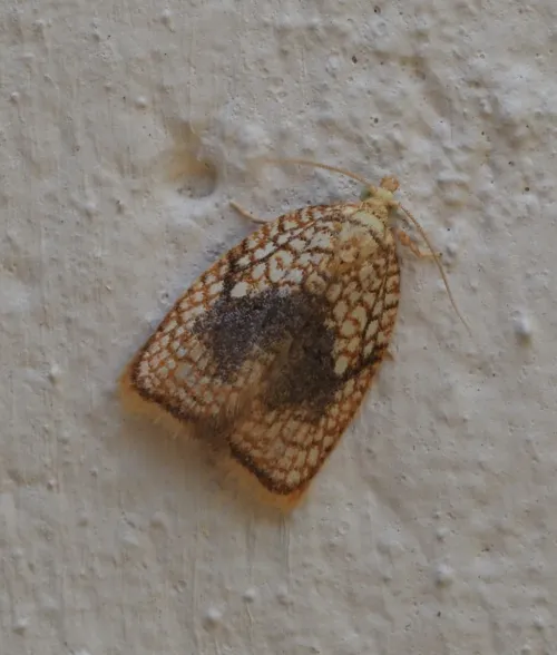 Acleris forsskaleana - photo 5