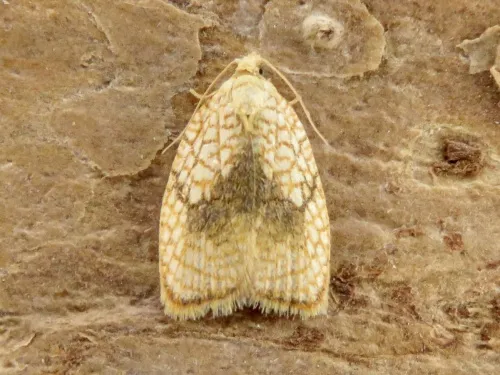 Acleris forsskaleana - photo 6