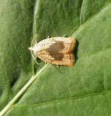 Acleris forsskaleana - photo 7