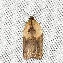 Acleris fragariana - Hodges#3532 - Acleris fragariana