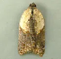 Acleris fragariana - Hodges#3532 - photo 2