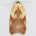 Acleris fragariana - Hodges#3532 - photo 3