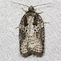 Small Aspen Leaftier - Hodges#3520 - Acleris fuscana