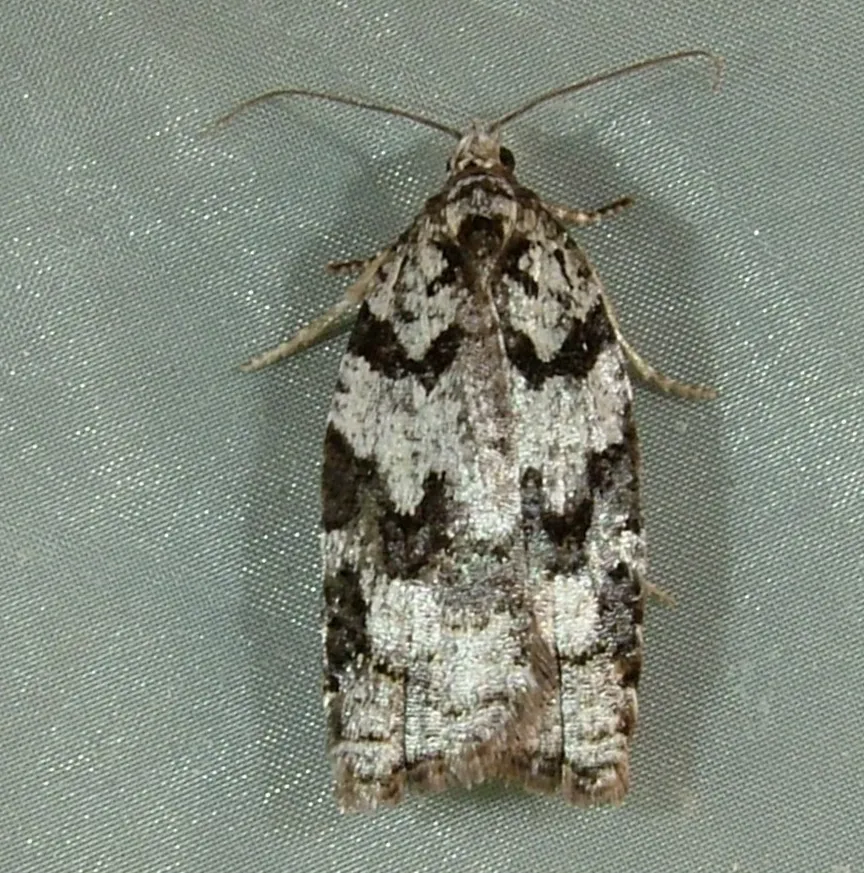 Western Blackheaded Budworm - Hodges#3547 - photo 2