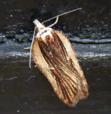 Acleris hastiana