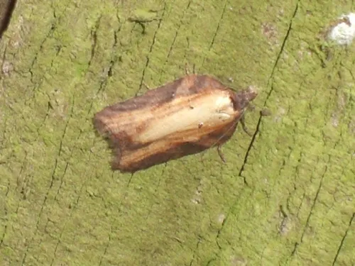 Acleris hastiana - photo 2