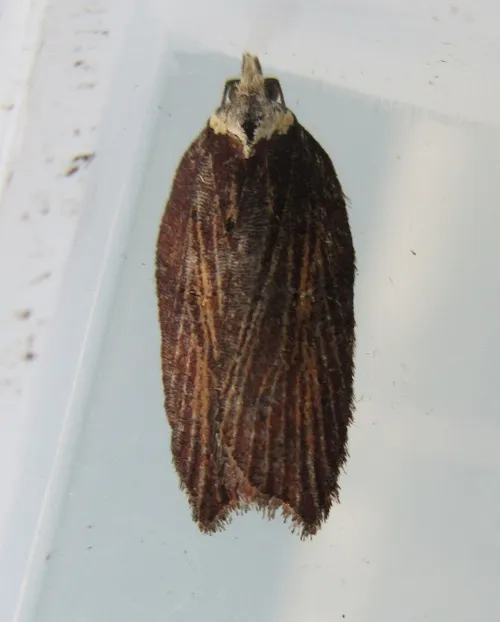 Acleris hastiana - photo 3