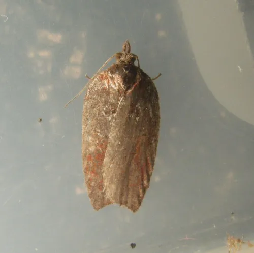 Acleris hastiana - photo 4