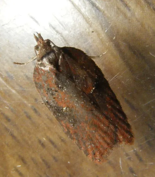 Acleris hastiana - photo 5
