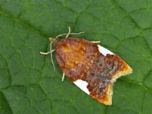 Acleris holmiana