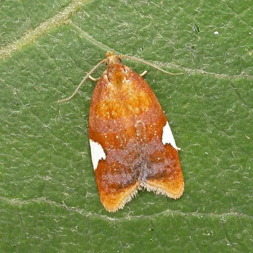 Acleris holmiana - photo 2