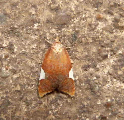 Acleris holmiana - photo 3